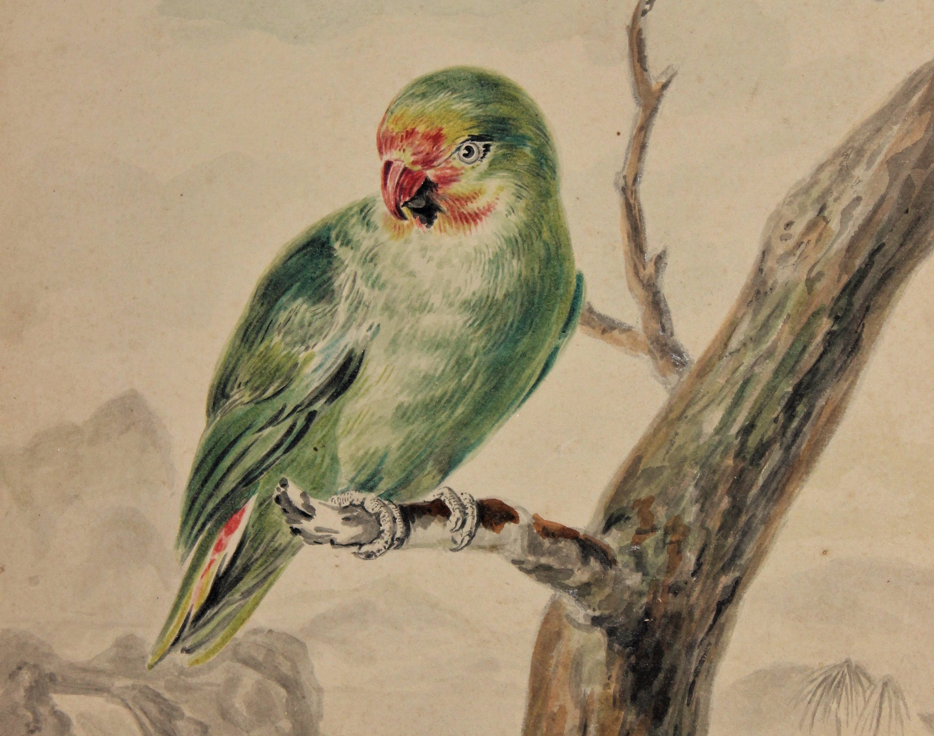 perroquet-vert-et-oiseau-mouche-galerie-christian-le-serbon