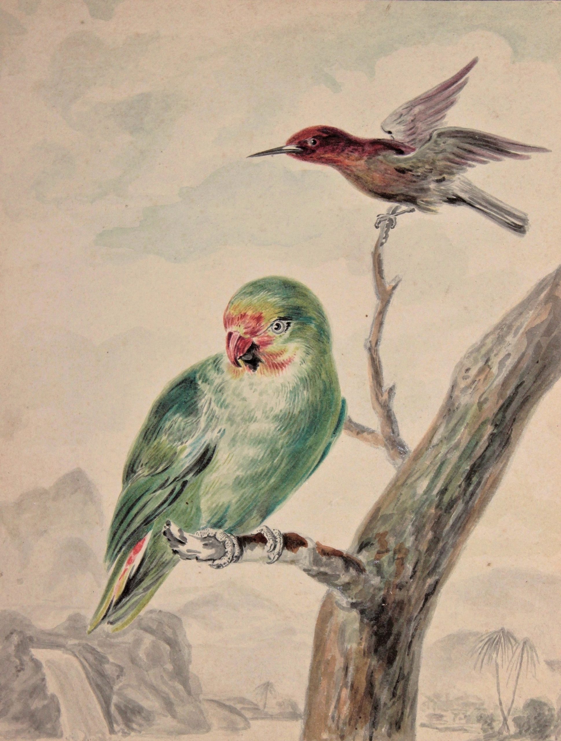 Abraham Meertens aquarelle perroquet oiseau mouche dejauni 2r