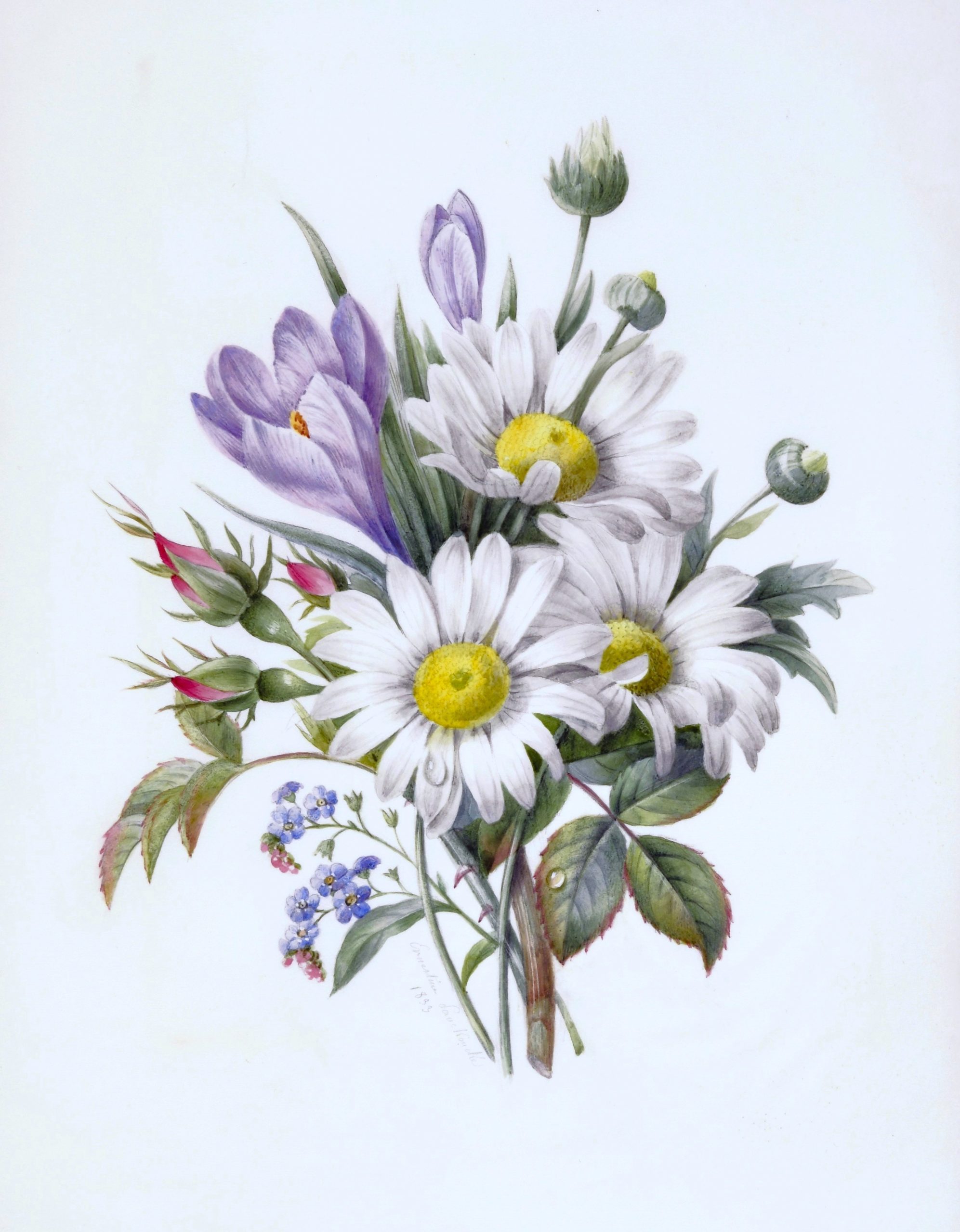 Ernestine Panckoucke marguerites roses