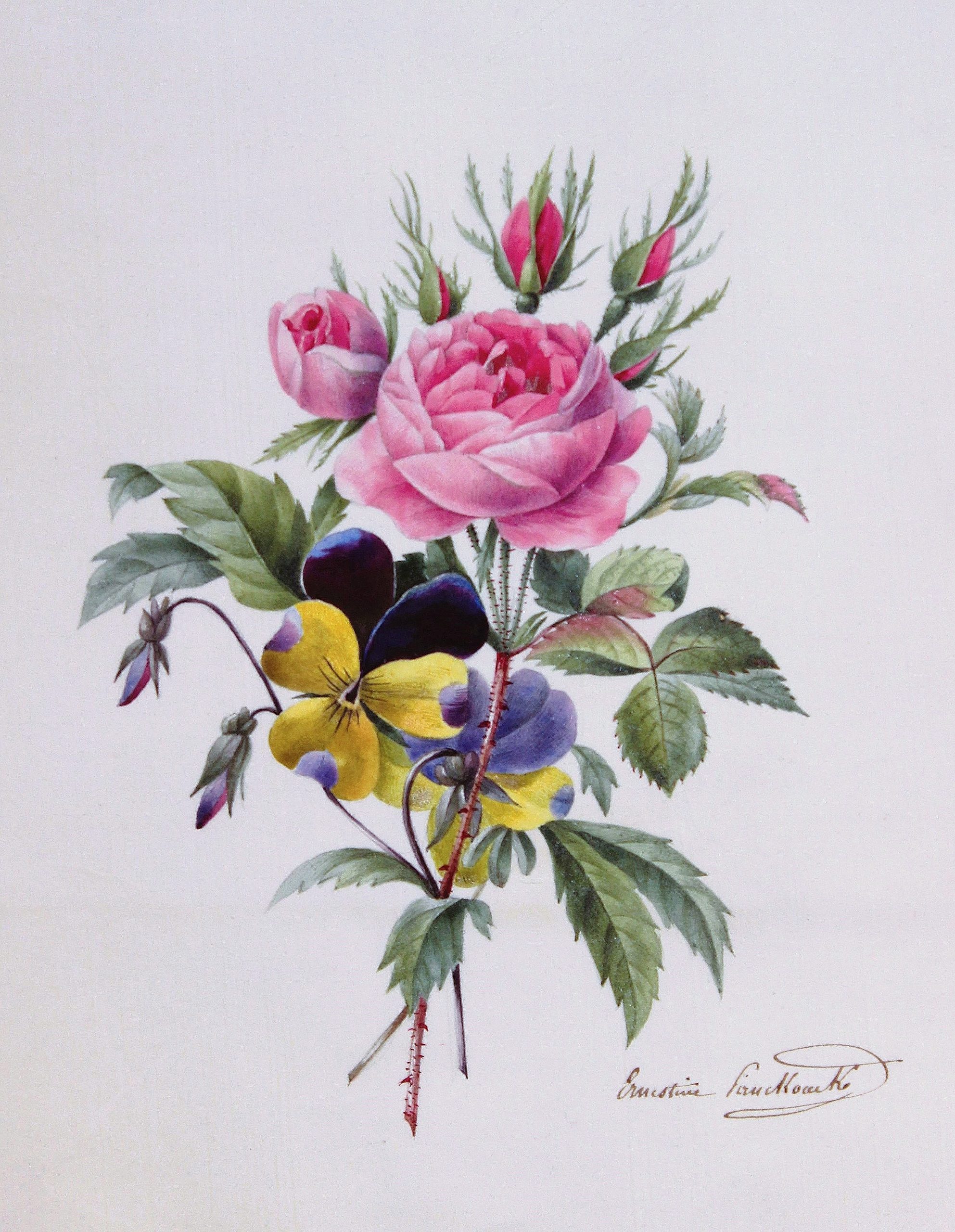 Ernestine Panckoucke roses
