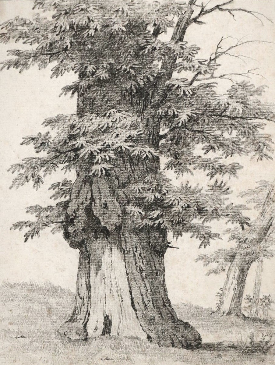 Jean Victor Bertin étude arbre