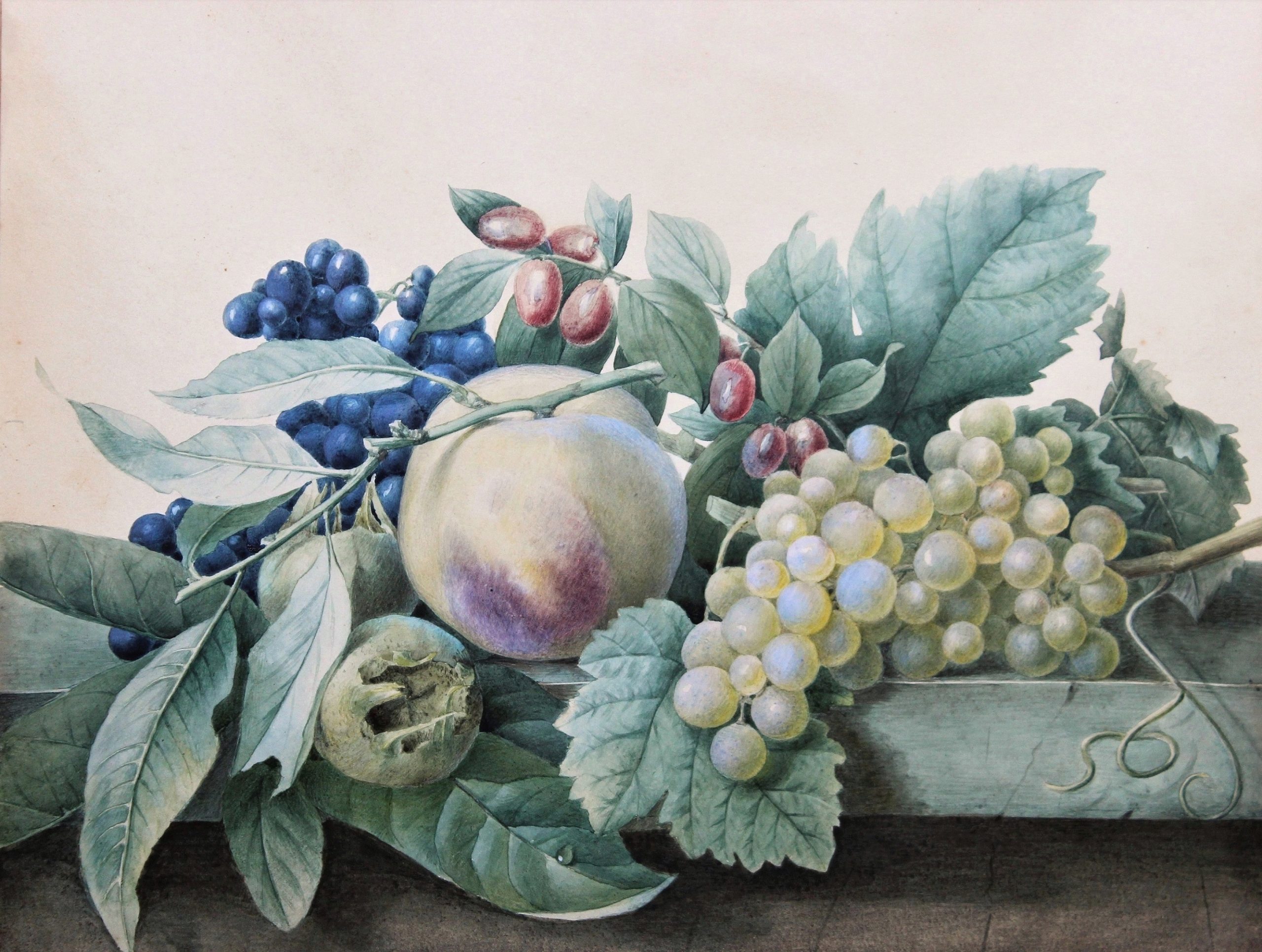 Redoute Pancrace Bessa Van Dael r